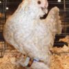 Porcelain d'Uccles Bantam