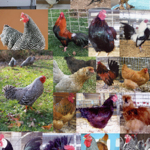 Purebred Bantam Assortment Special