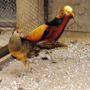 Red Golden Pheasants Pair