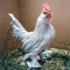 Self Blue d'Uccles Bantam