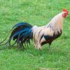 Silver Duckwing Phoenix Standard Chicken