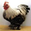 Silver Penciled Cochin Bantam