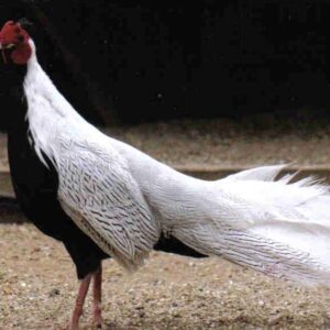Silver Pheasants Pair