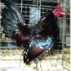 Spangled Old English Game Bantam