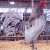 Splash Old English Game Bantam