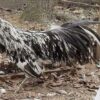 Splash Sumatra Chicken