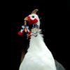White African Guinea Fowl