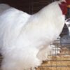 White Cochin Standard Chicken