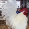 White Japanese Bantam