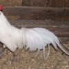 White Phoenix Standard Chicken