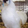 White Silkie Bantam